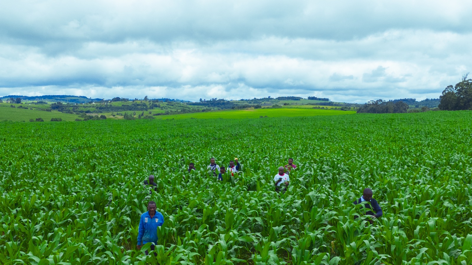 Farm workers in a maize seed field